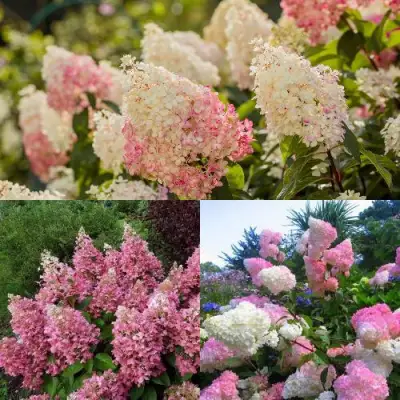 Комплект ЯГОДНОЕ МОРОЖЕНОЕ в Бресте