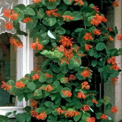 Жимолость ДРОМПОР СКАРЛЕТТ брауна в Бресте