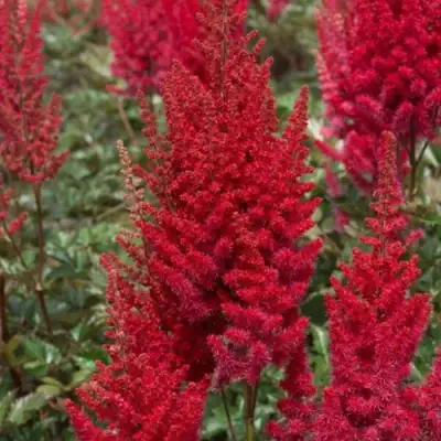 Астильба СКАЙСКРЕЙПЕР китайская в Бресте