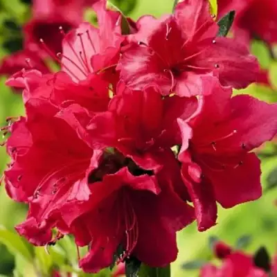 Азалия АРАБЕСК японская в Бресте