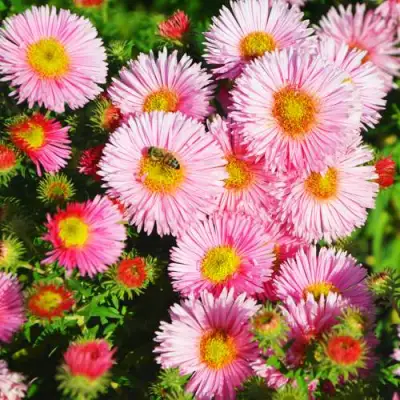 Астра РУДЕЛЬСБУРГ новоанглийская в Бресте