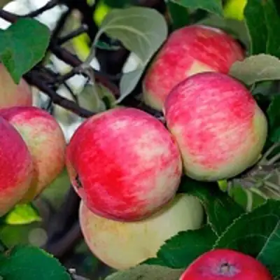 Яблоня СЕРЕБРЯНОЕ КОПЫТЦЕ в Бресте