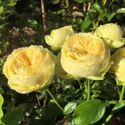 Роза КАТАЛИНА спрей в Бресте