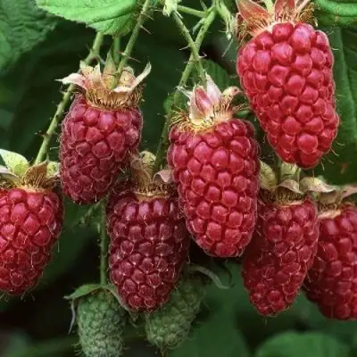 Малина РУБИНОВОЕ ОЖЕРЕЛЬЕ в Бресте