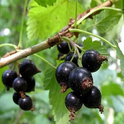 Смородина чёрная БИНАР в Бресте