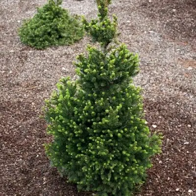 Ель ВИЛС ЦВЕРГ обыкновенная в Бресте