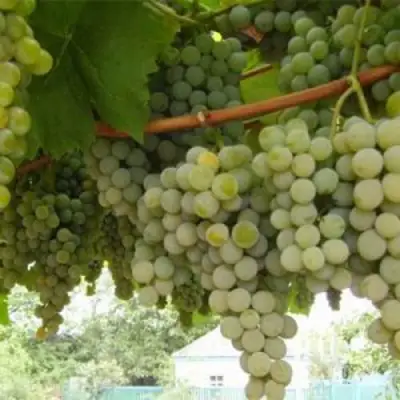 Виноград АНАНАСНЫЙ РАННИЙ в Бресте