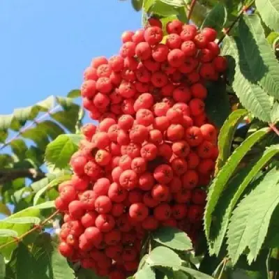 Рябина НЕВЕЖИНСКАЯ сладкоплодная в Бресте