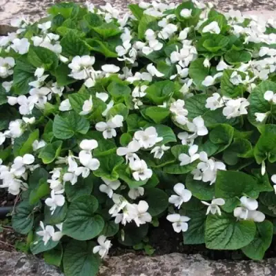 Фиалка АЛЬБИФЛОРА сестринская в Бресте