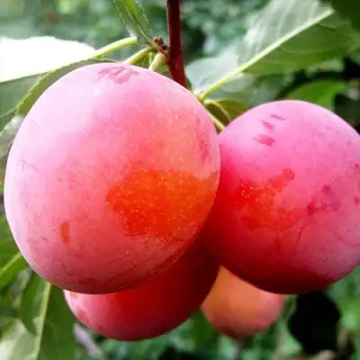 Слива КОМЕТА в Бресте