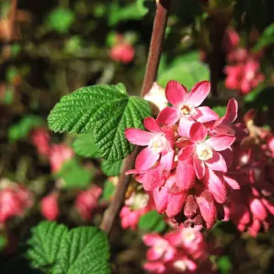 Смородина кроваво-красная ПУЛБОРО СКАРЛЕТ  в Бресте