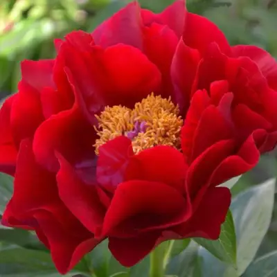 Пион МАКИНАК ГРАНД травянистый в Бресте