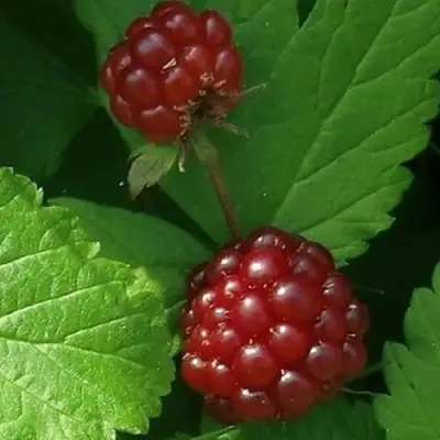 Княженика КЛОН в Бресте