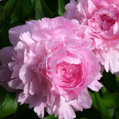 Пион ЛЕТЯЩИЙ ЖУРАВЛЬ травянистый в Бресте