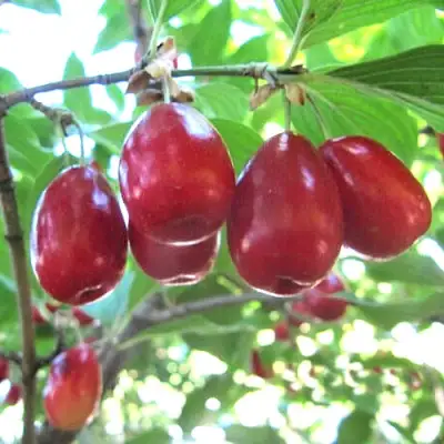 Кизил ЛУКЬЯНОВСКИЙ в Бресте