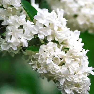 Сирень МАДАМ ЛЕМУАН в Бресте