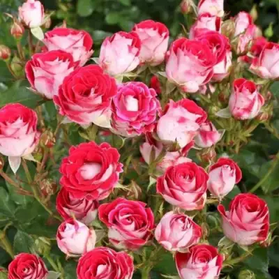 Роза ШОНЕ КОБЛЕНЦЕРИН флорибунда в Бресте