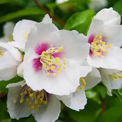 Жасмин БЕЛЬ ЭТУАЛЬ в Бресте