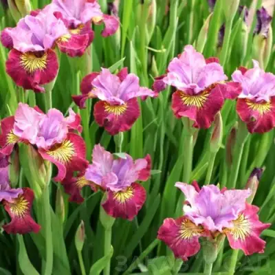 Ирис МИСС ЭППЛ сибирский в Бресте