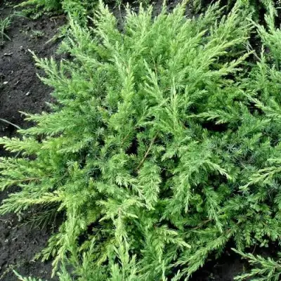 Можжевельник ШЛЯГЕР прибрежный в Бресте