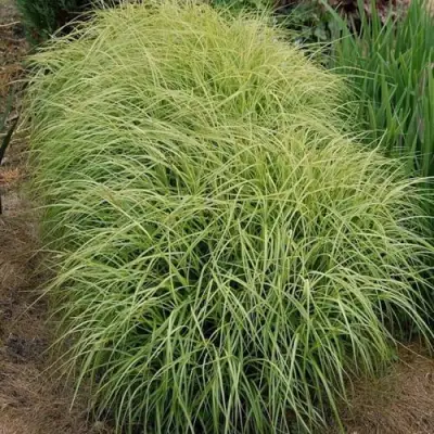 Осока ВАРИЕГАТА пальмолистная в Бресте