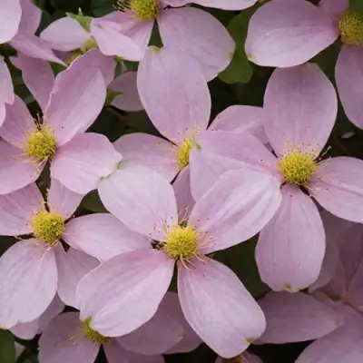 Клематис ГОРНЫЙ в Бресте