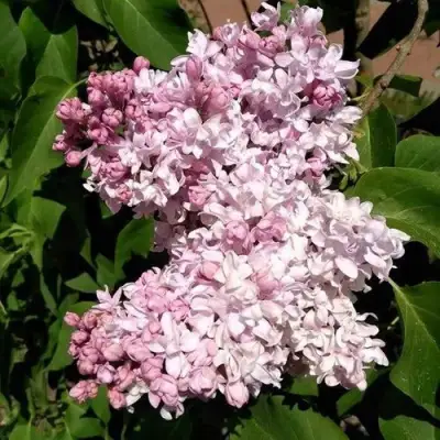 Сирень МИЛОСЕРДИЕ в Бресте