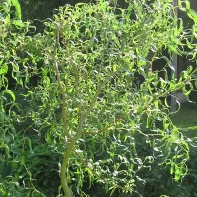 Ива МАТСУДАНА в Бресте