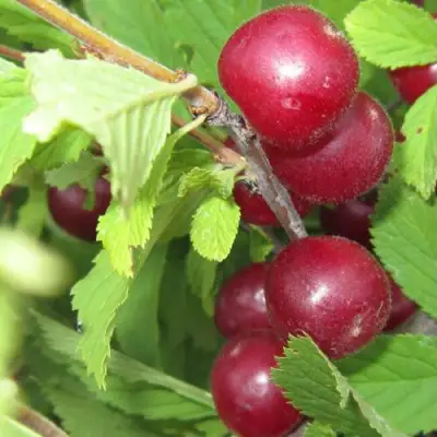 Вишня персиковая АФЛОЦЕРАЗУС в Бресте