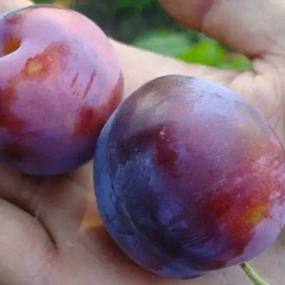 Слива РЕНКЛОД в Бресте