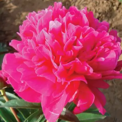 Пион РУБИНОВЫЙ СВЕТ травянистый в Бресте