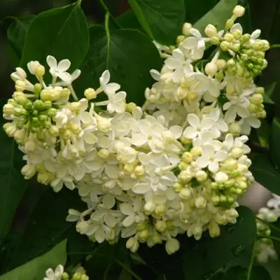 Сирень ПРИМРОУЗ в Бресте