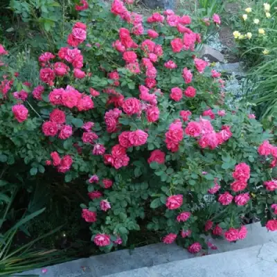 Роза ДЖОРДЖ ВАНКУВЕР флорибунда в Бресте