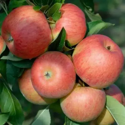 Яблоня ТОПАЗ в Бресте