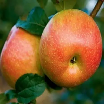 Яблоня ПЕРСИКОВАЯ в Бресте