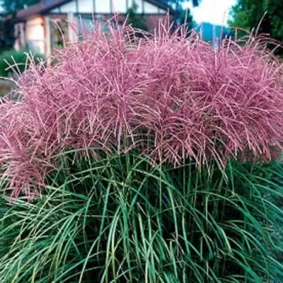 Мискантус МАЛЕПАРТУС китайский  в Бресте