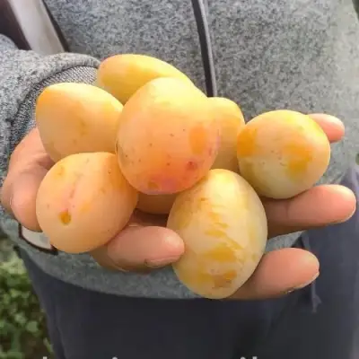 Слива ЯХОНТОВАЯ в Бресте