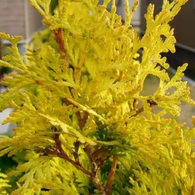 Туя ЕВРОПА ГОЛД западная в Бресте