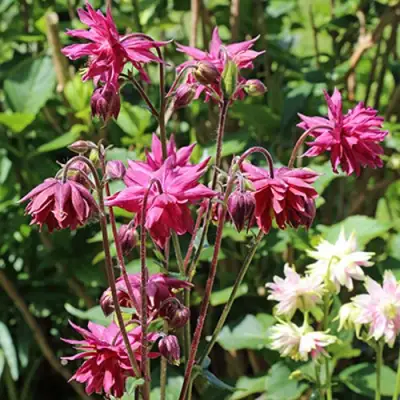 Аквилегия БАРЛОУ БОРДО обыкновенная в Бресте