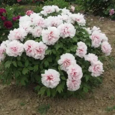 Пион ПЕРСИК ПОД СНЕГОМ древовидный в Бресте