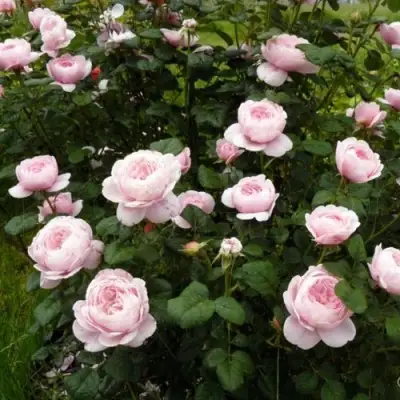 Роза КУИН ОФ СУИДЕН (КОРОЛЕВА ШВЕЦИИ) английская в Бресте