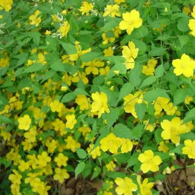 Керрия японская ГОЛДЕН ГИНЕЯ в Бресте