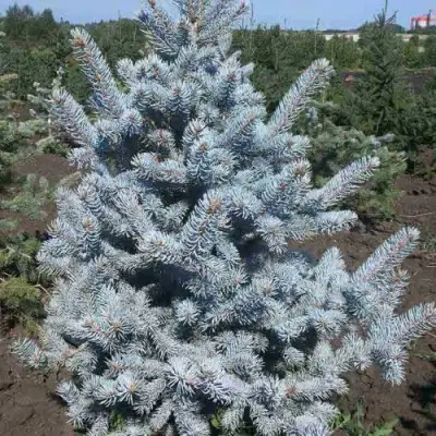 Ель МИСТИ БЛЮ голубая в Бресте
