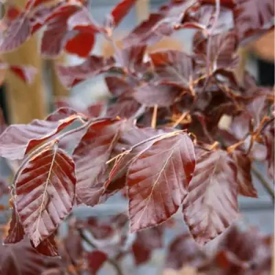 Бук лесной АТРОПУНИЦЕА в Бресте