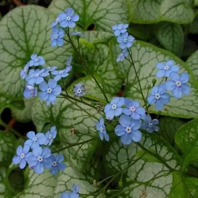 Бруннера ДЖЭК ФРОСТ в Бресте