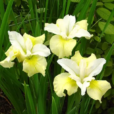 Ирис ЙЕЛЛОУ ТЕЙЛ сибирский в Бресте