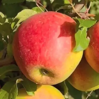 Яблоня САКАВИТА в Бресте