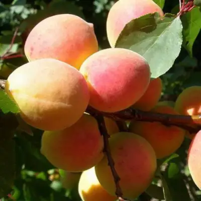 Абрикос СЮРПРИЗ в Бресте