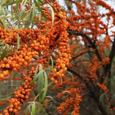 Облепиха СЕРАФИМА в Бресте
