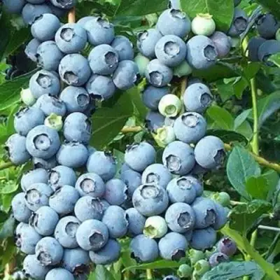 Голубика НОРТЛАНД в Бресте